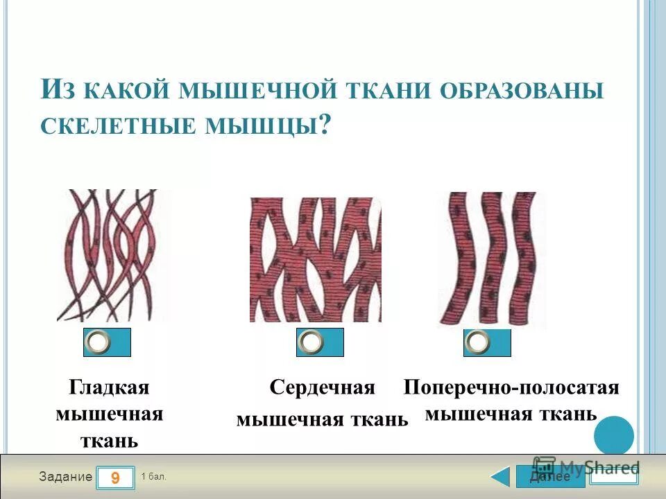 Развитие гладкой мышечной ткани