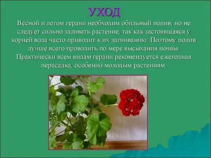 Мир герани