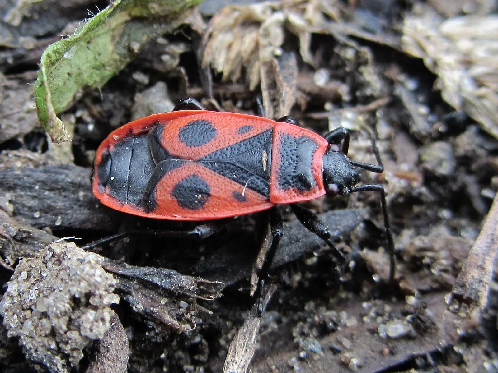 Насекомые солдатики фото. Жук пожарник клоп солдатик. Клоп-солдатик Pyrrhocoris. Клоп красноклоп солдатик. Клоп-солдатик – Pyrrhocoris apterus.