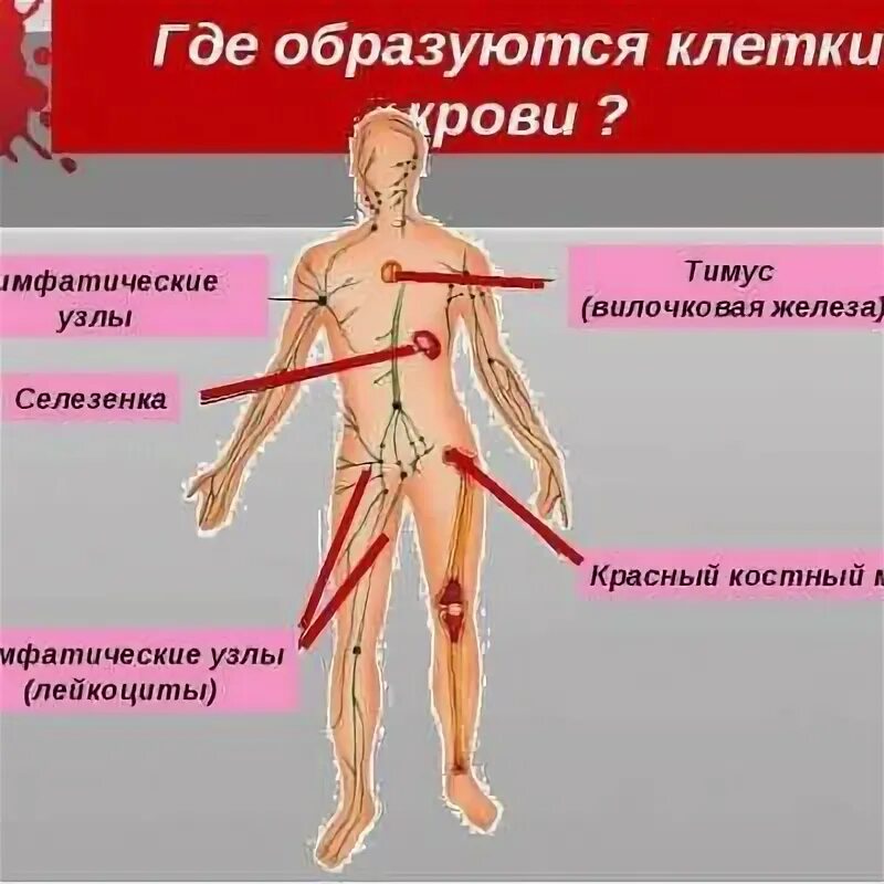 Кровь расположение в теле Sistema vascular y arterial Ілюстрація Stock Adobe Stock