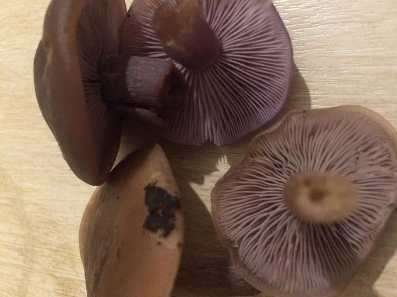 Какой гриб при варке зеленеет. Гриб рядовка фиолетовая. cortinarius balteatocumatilis. грибы стали фиолетовыми. гриб фиолетовый на срезе.