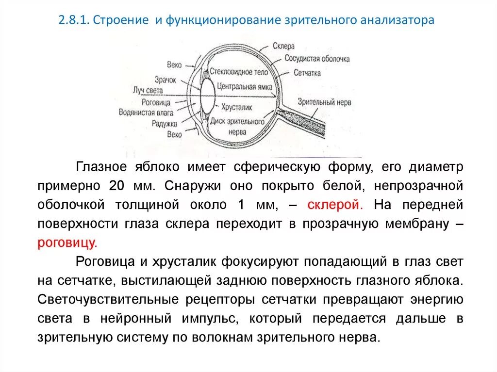 Анализаторы зрительный анализатор строение. Зрительный анализатор строение и функции. Зрительный анализатор строение и функции анатомия. Зрительный анализатор 8 класс биология.