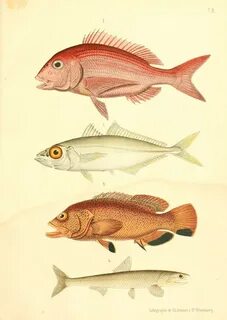 Des poissons
