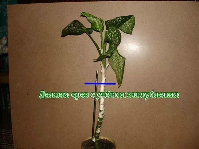 Черенкование диффенбахии