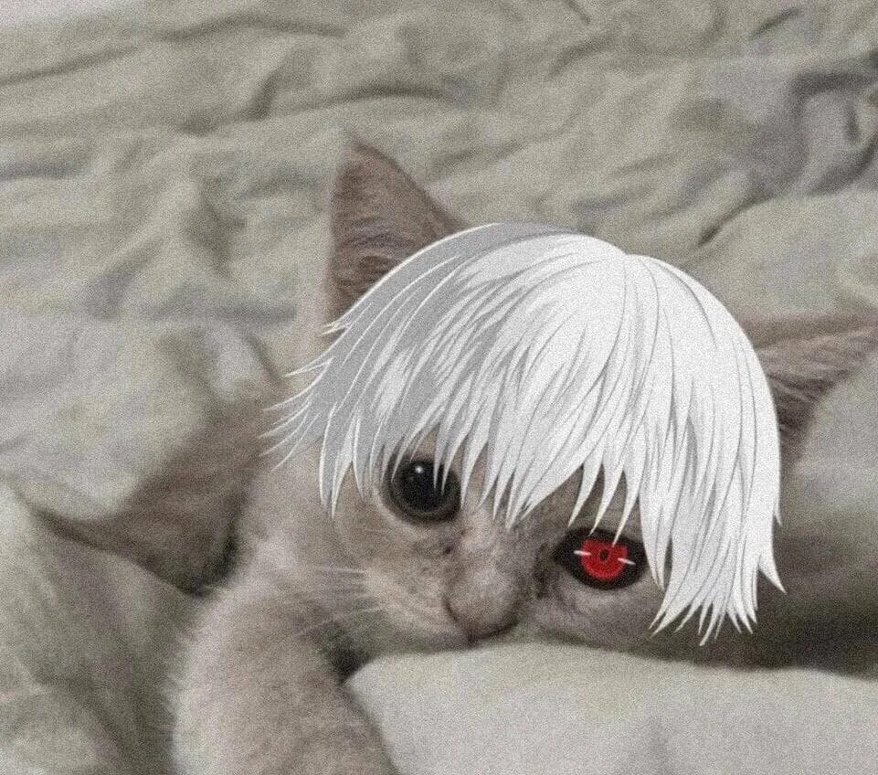 Канеки кен чиби неко. Канеки чиби неко. Гуль чиби. Токийский гуль для дискорда. Аниме чиби канеки.