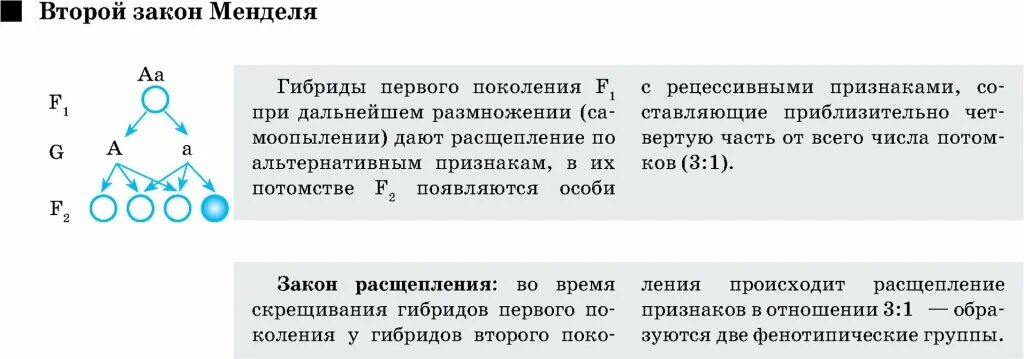 Закон расщепления. Закон расщепления гибридов второго поколения. Первое поколение при расщепление. Гибридов первого поколения при дальнейшем. Расщепление признаков во втором поколении