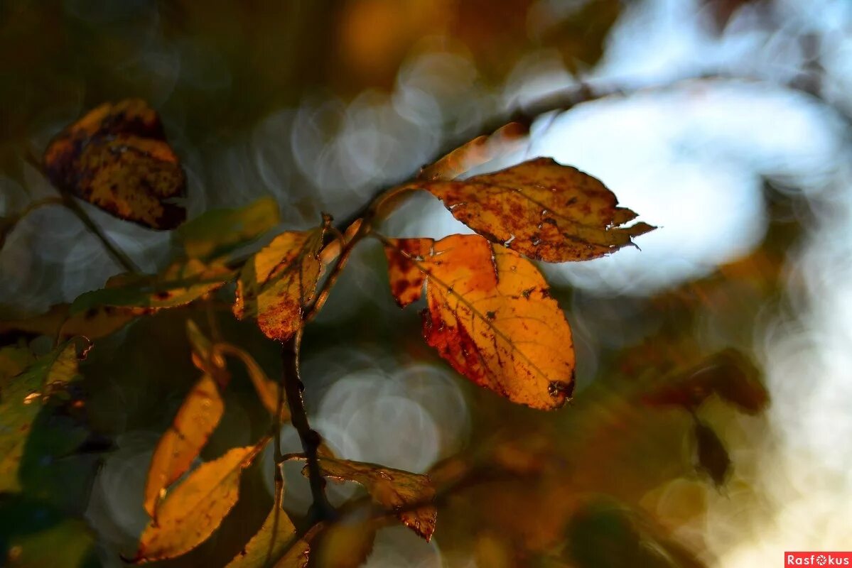 осень осень ну зачем ты листья сбросил. осень ну давай у листьев спросим. осень ну давай у листьев спросим. осень осень ну давай у листьев спросим. новосибирск фотолюбителей осень.