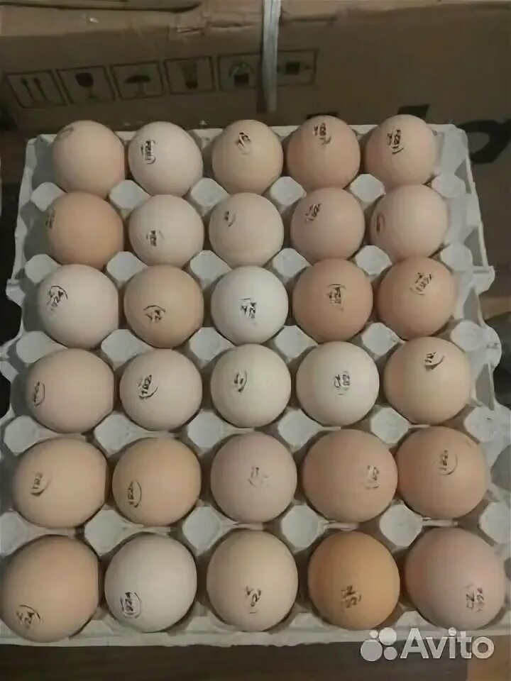 Купить инкубационное яйцо кучинской юбилейной