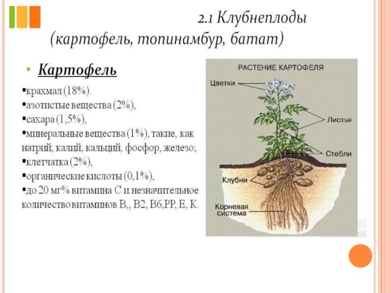 Особенности внешнего строения корня 7 класс