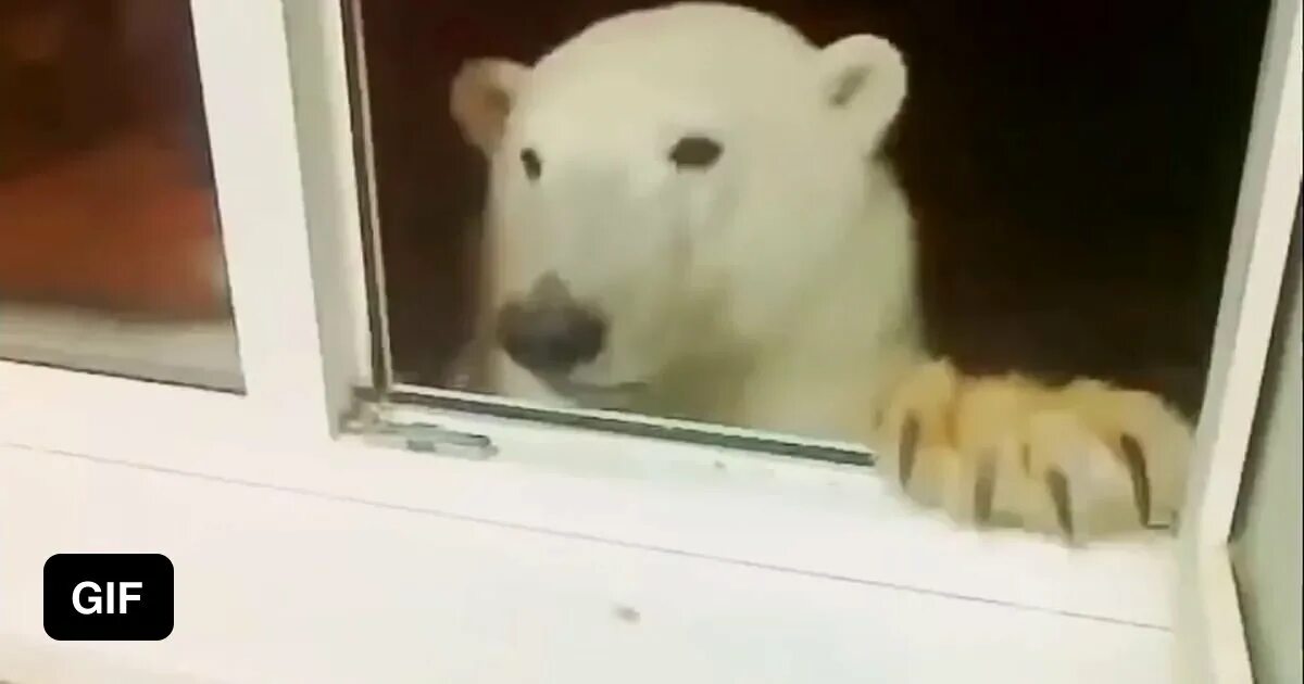 Медведь пьет сок. Белый медведь заглядывает в окно. Кружка молока и печенька. Мишка кушает. Медведь с блинами.