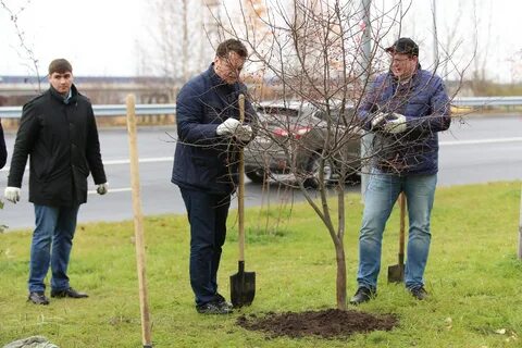 Бесплатные саженцы деревьев