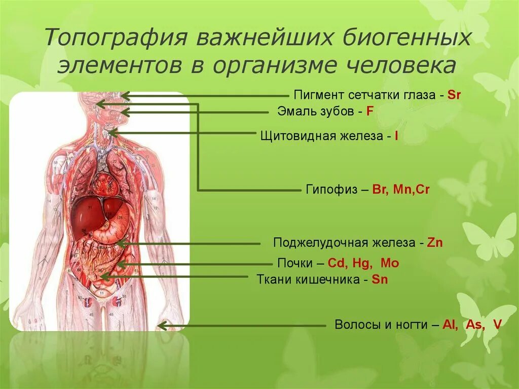 Сера в живом организме. Элементы в организме. Элементы в человеческом организме. Топография в организме человека. Топография элементов в организме человека.