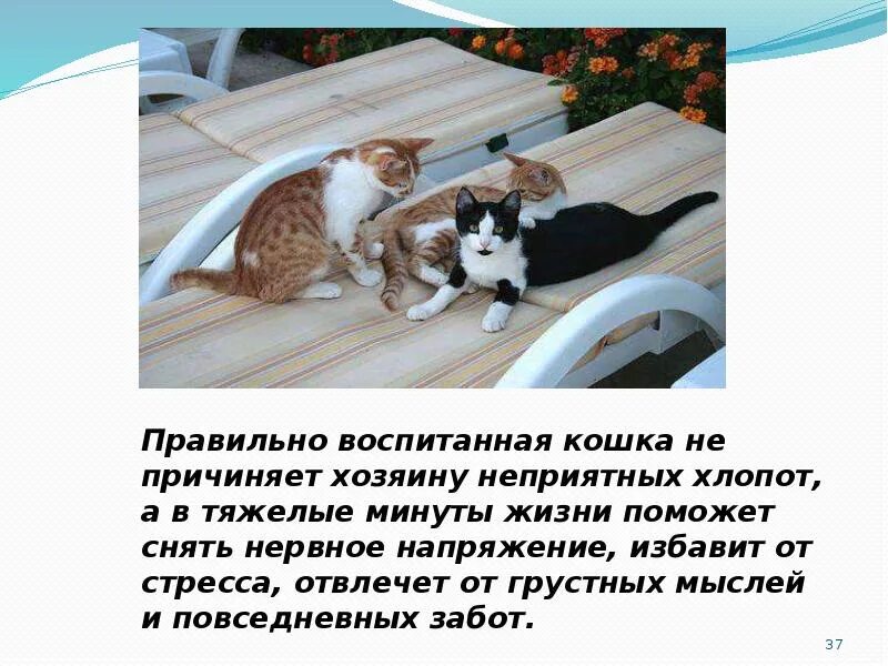 Кого воспитывают кошки. Воспитать кошку. Правильное воспитание кошек. Воспитывать котенка. Правильно воспитанная кошка.