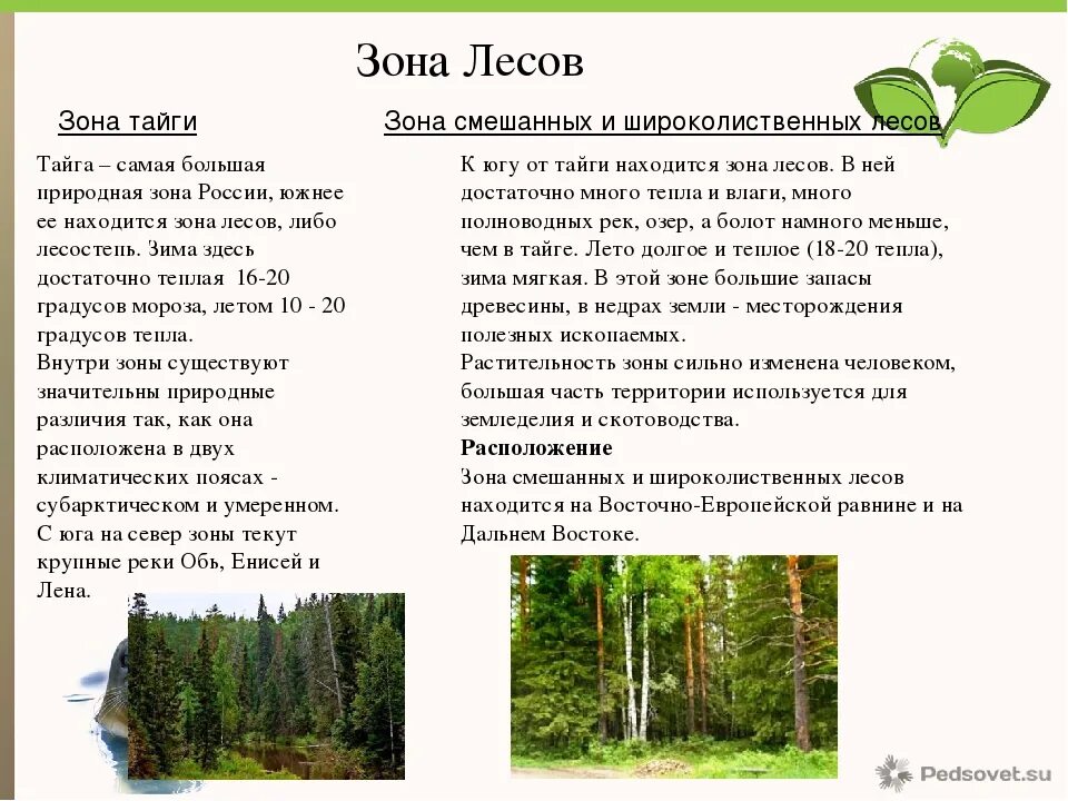 Особенности природной зоны смешанные и широколиственные леса. Зона лесов смешанные широколиственные. Зона лесов смешанные широколиственные Тайга. Зона зона смешанных и широколиственных лесов России. Таблица природные зоны Тайга смешанные и широколиственные леса.