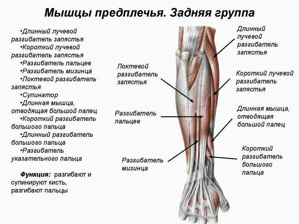 Мышцы разгибающие предплечье