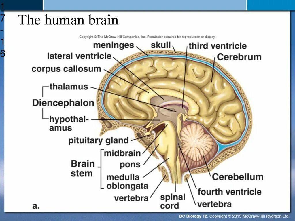 Brain structure. Human Brain structure. Physical structure of the Human Brain. Parts of the Brain. Human structure