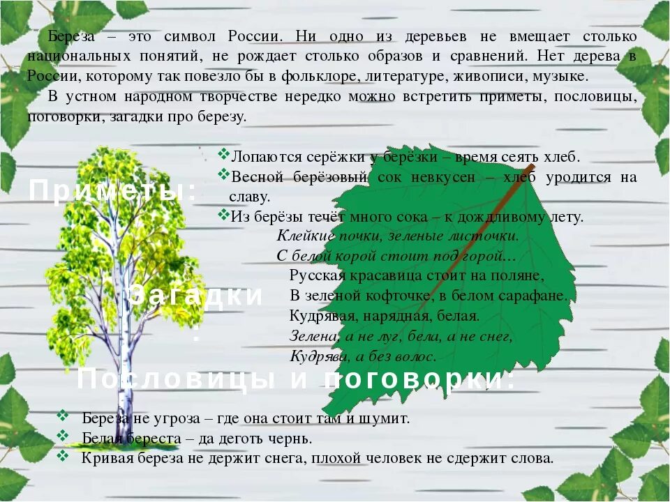 Берёза информация о дереве. Проект про березу.