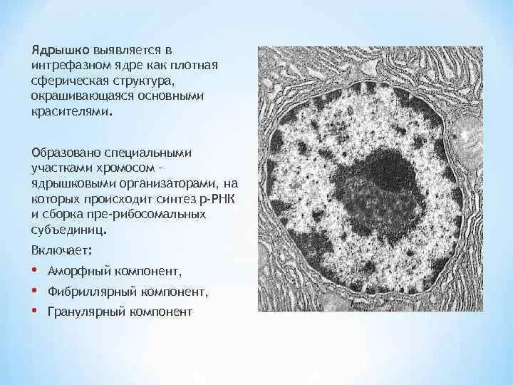 Растворение ядрышка. Гранулярный компонент ядрышка. Фибриллярный и гранулярный компонент ядрышка. Фибриллярная и гранулярная структура ядрышка. Фибриллярный компонент ядрышка.