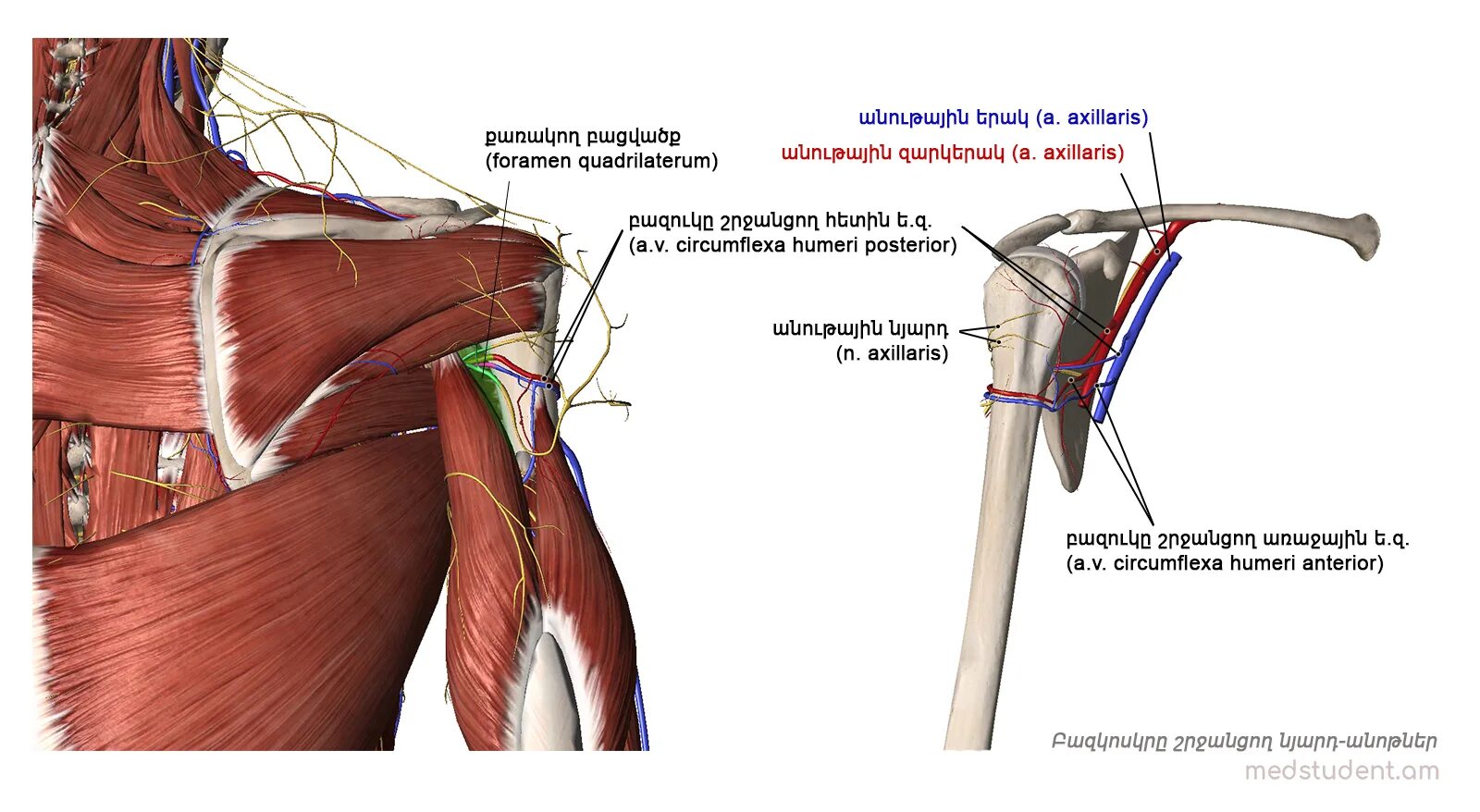 A circumflexa scapulae