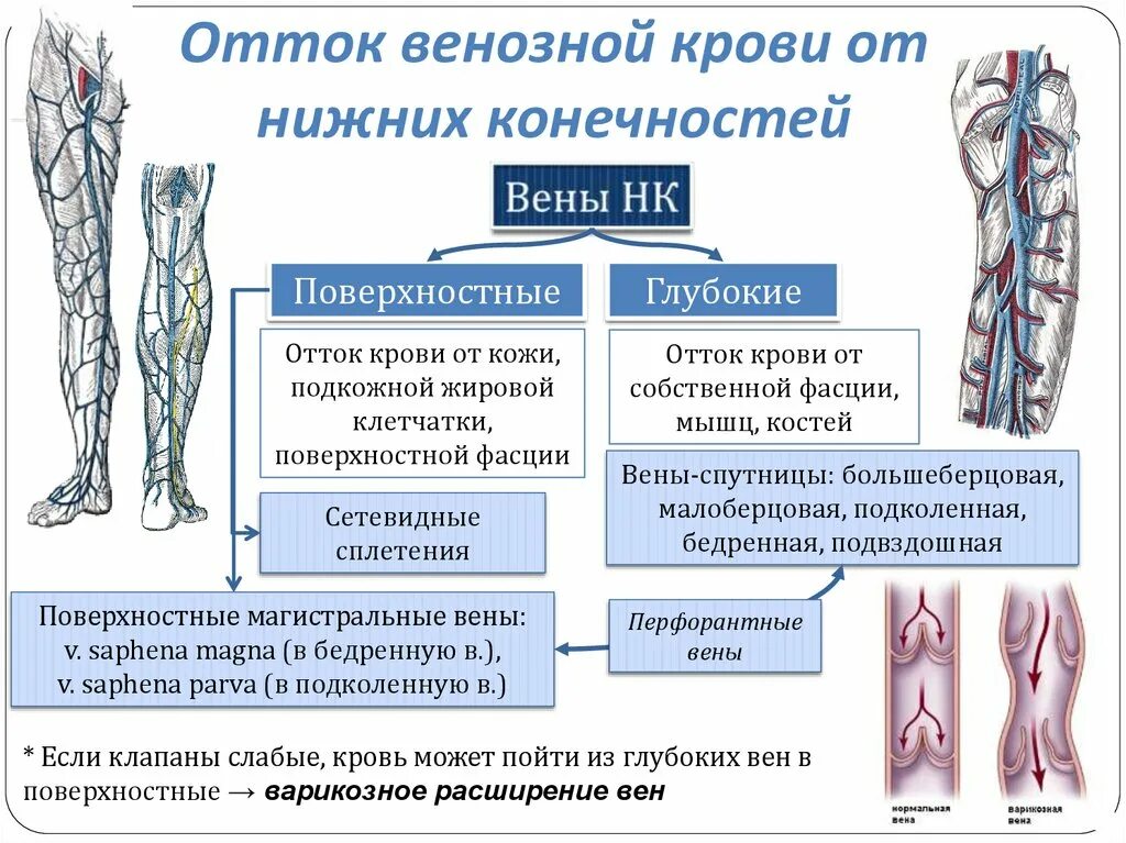 Особенность строения вены по сравнению с артерией. Перфорантные вены нижних конечностей анатомия. Поверхностные вены нижней конечности схема. Подкожные вены голени анатомия. Анатомия вен нижних конечностей перфоранты.
