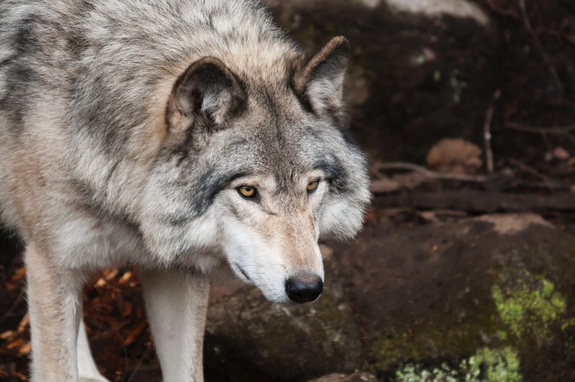 Волк обыкновенный (canis Lupus). Волк серый. Серый. Матерый волк.