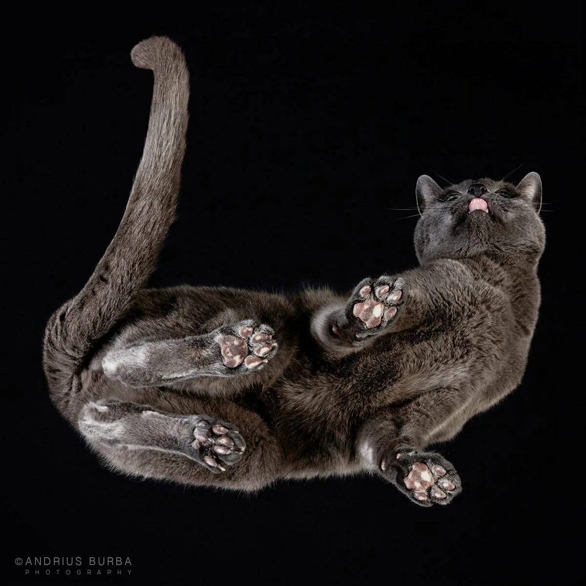 Андриус Бурба фотограф. Кошачий фотограф Андриус Бурба. Кошка на стекле. Кошка вид снизу.