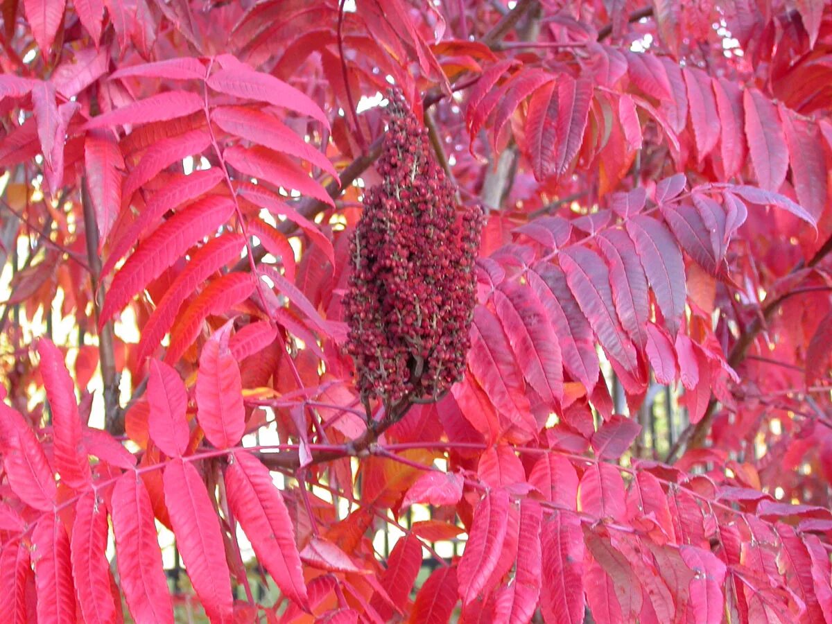 Сумах оленерогий Rhus typhina. Сумах оленерогий, пушистый, уксусное дерево (Rhus typhina).. Сумах пушистый оленерогий. Сумах дубильный (Rhus coriaria.