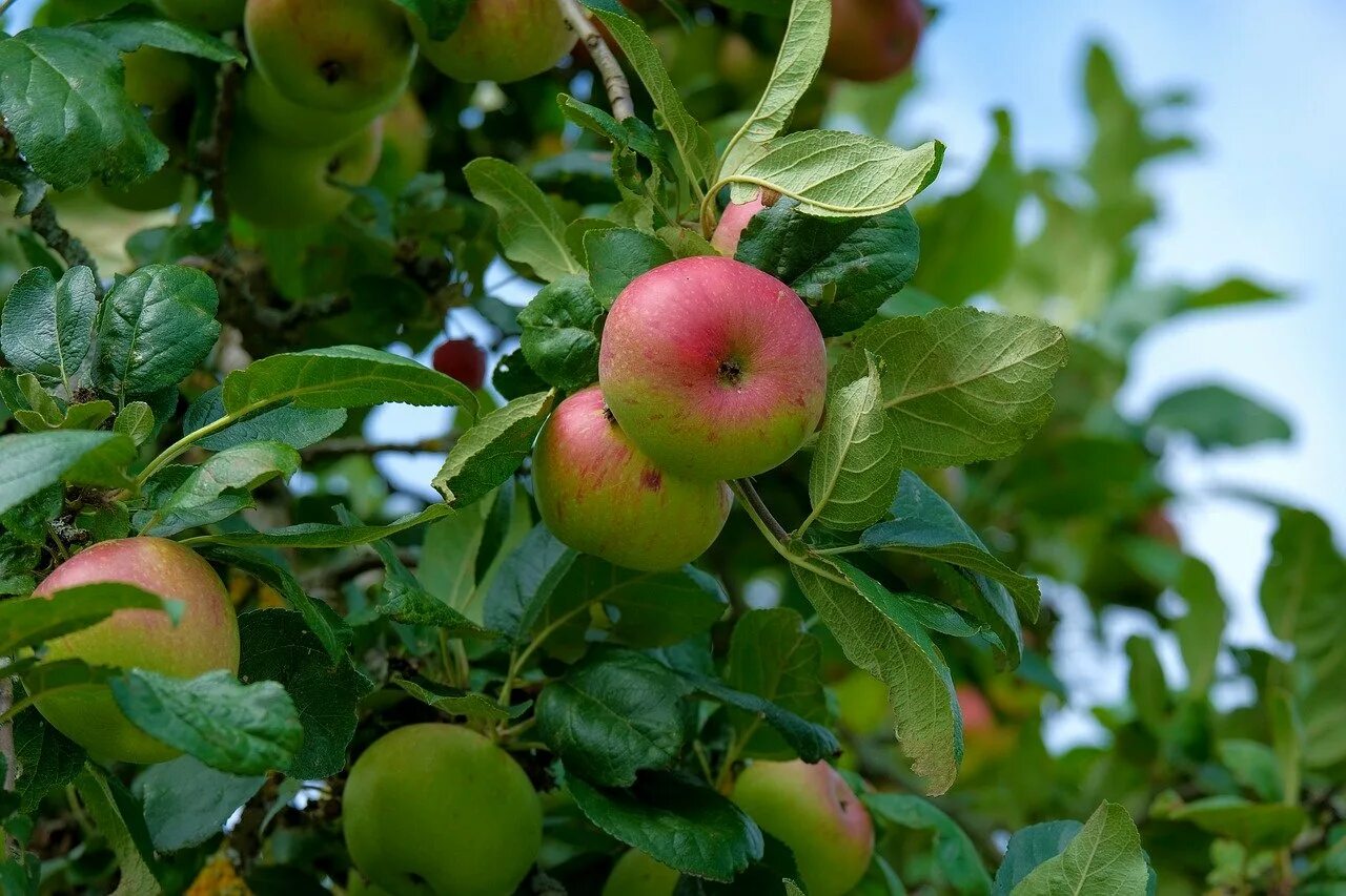 Малыченковское яблоня дерево. Яблоки на дереве. Яблоки на ветке. Eat from trees