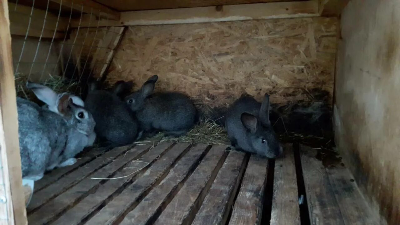 Сколько вынашивают кролики. Отсадка крольчат от крольчихи. Защита кроликов от комаров. Клетки для отсаживания кролят.