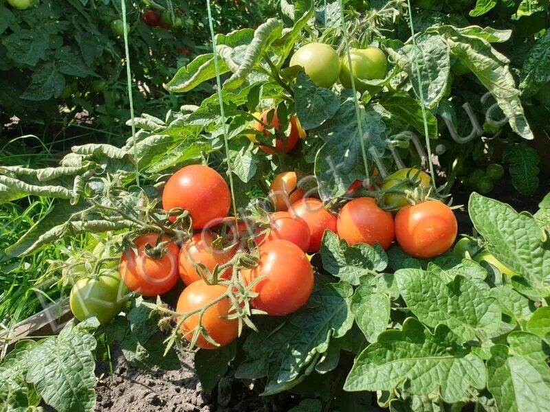 снежный барс сорт помидор. томат снежный барс характеристика. томат снежный.