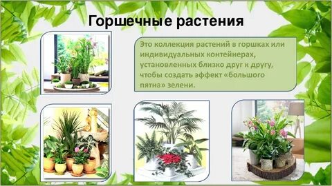 Проект комнатные растения 8 класс