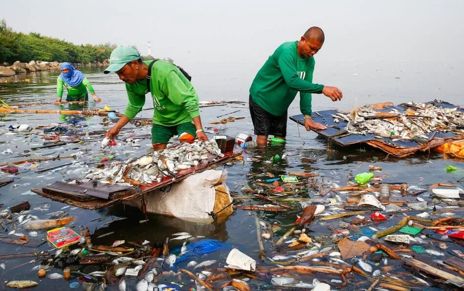 Water pollution. Рыбы на Филиппинах. Экономика Филиппин.