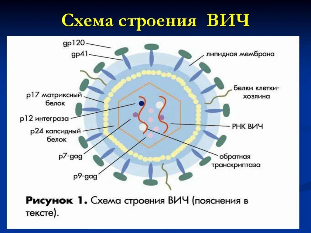 Строение вич. ВИЧ структура вириона. Схема строения вируса иммунодефицита человека. Структура вириона ВИЧ 1. Вирус ВИЧ строение микробиология.