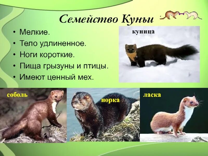 харза дальневосточная уссурийская куница. норка лесная куница. харза уссурийская куница. норка ласка и горностай. лесная куница martes martes.