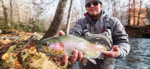 N fishing