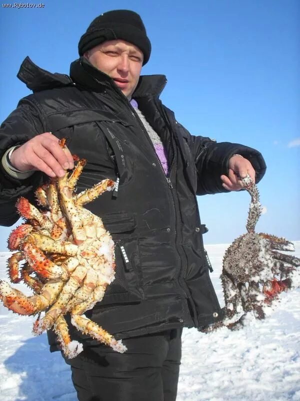 Краб зимой. Королевский краб Сахалин. Камчатский краб Сахалин. Ловля Камчатского краба. Камчатский краб рыбалка.