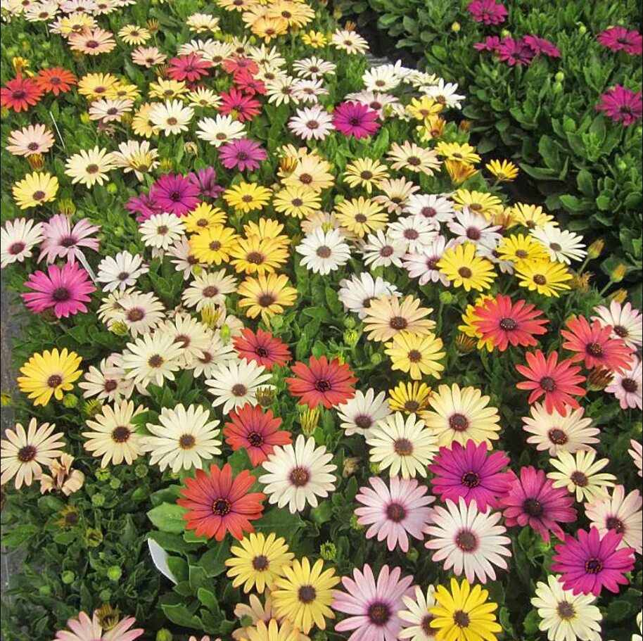 Посадка однолетних цветов под зиму (With images) Plants, Garden