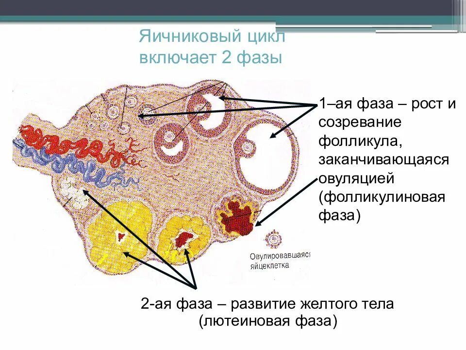 Созревание фолликула в яичнике происходит. Яичник овариальный цикл. Фазы яичникового цикла схема. Яичник фолликулиновая фаза гистология. Фазы цикла яичника.
