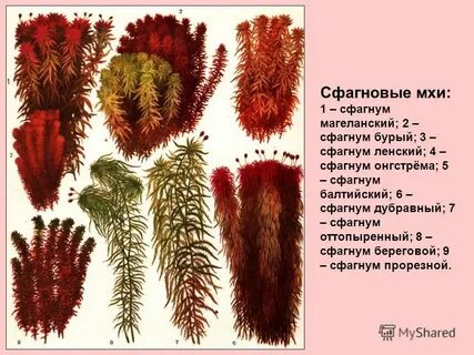 Мхи названия 3 класс окружающий