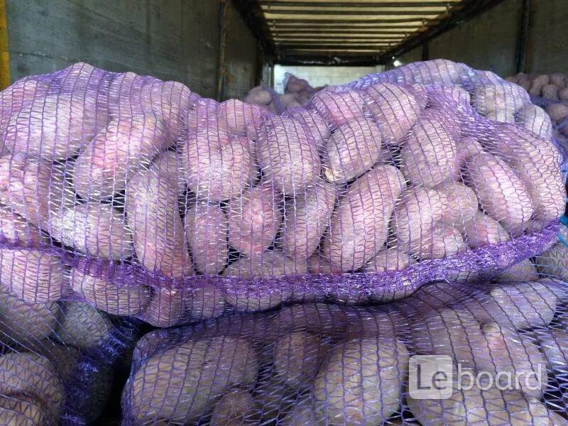 Картошка в сетке. Авито белгородская область картофель. Картошка в сетке желтой. Картофель красный мытый. Картофель фасованный 25 кг.