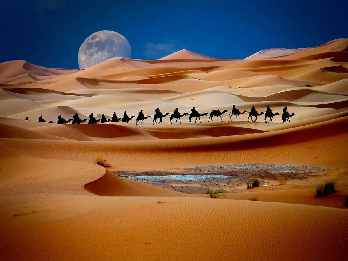 Пустыня караванщики Оазис. Пустыня Каракум Барханы. Пустыня Барханы Оазис. Пустыня Такла Макан. Арабский оазис