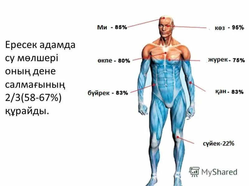 Человек на 75 состоит из воды. Человек состоит из воды. Вода в организме. Сколько воды в органах человека картинка. Количество воды в организме человека в процентах.