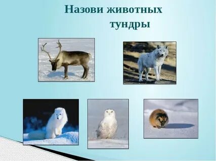 Покажи животных тундры