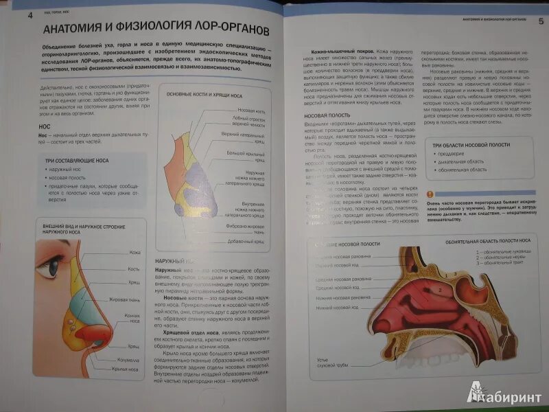 Книга в ухе андроид. Клиническая анатомия ЛОР органов книга. Анатомия носа оториноларингология. Атлас по анатомии ЛОР органов.