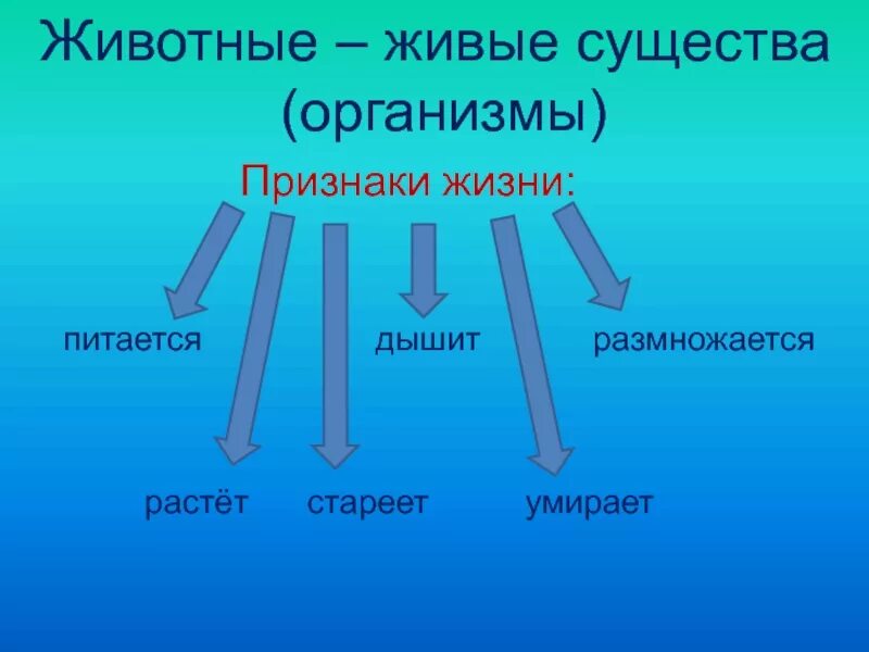 Живые существа организмы. Животное живое существо. Живый е существа организмы. Животные живые существа презентация. Живые существа тест