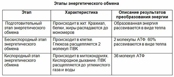 2 этап бескислородный энергетического обмена. Этапы энергетического обмена таблица. Стадии энергетического обмена таблица. Характеристика этапов энергетического обмена. Этапы энергетического обмена этапы.