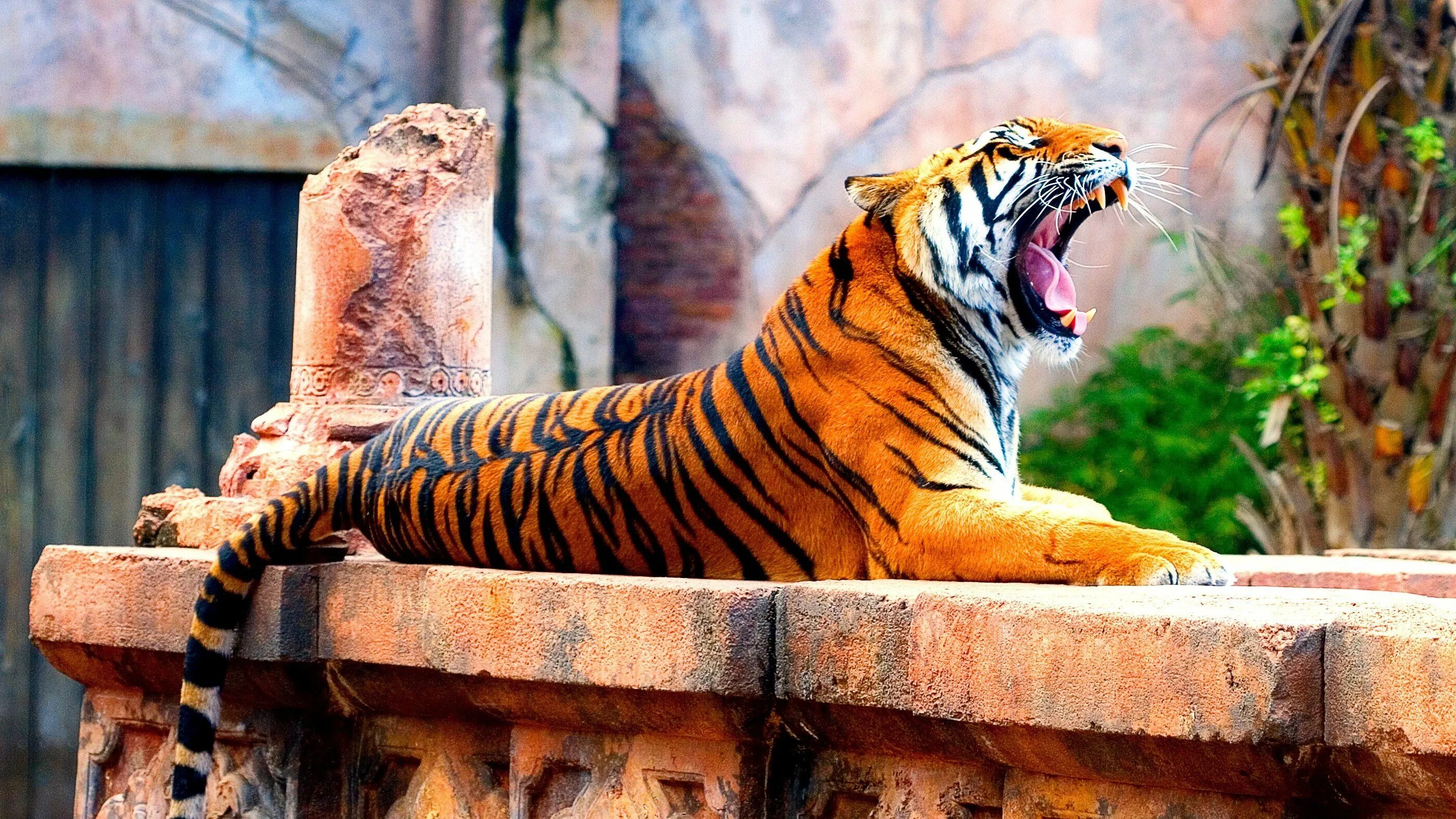 Зеленый тигр. Бенгальский тигр. Индокитайский тигр. Тигровое настроение. Мазандаранский тигр.