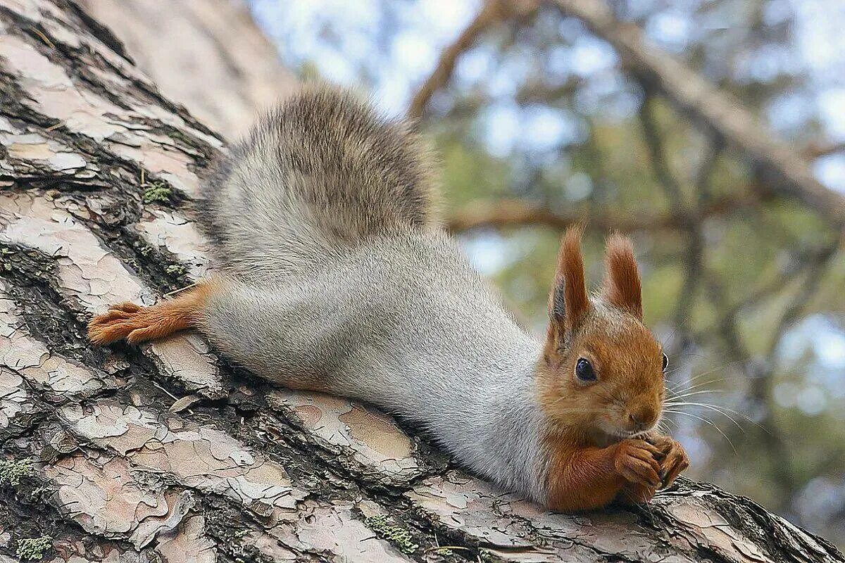 Белка. Белки эстетика. Tamiasciurus hudsonicus. Забайкальская белка. Животное на дереве.