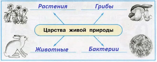 Царства живых организмов 5 класс биология. Царство живой природы 5 класс биология растения. Царство живой природы 2 класс окружающий мир схема ответы. Царства живой природы схема 3 класс. Биология окружающий мир.
