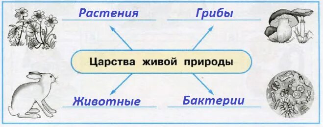 Схема царства живой природы 3 класс. Царства живой природы 3 класс окружающий мир схема. Схема царства живой природы 5 класс биология. Представители Царств природы. Рисунок царств природы